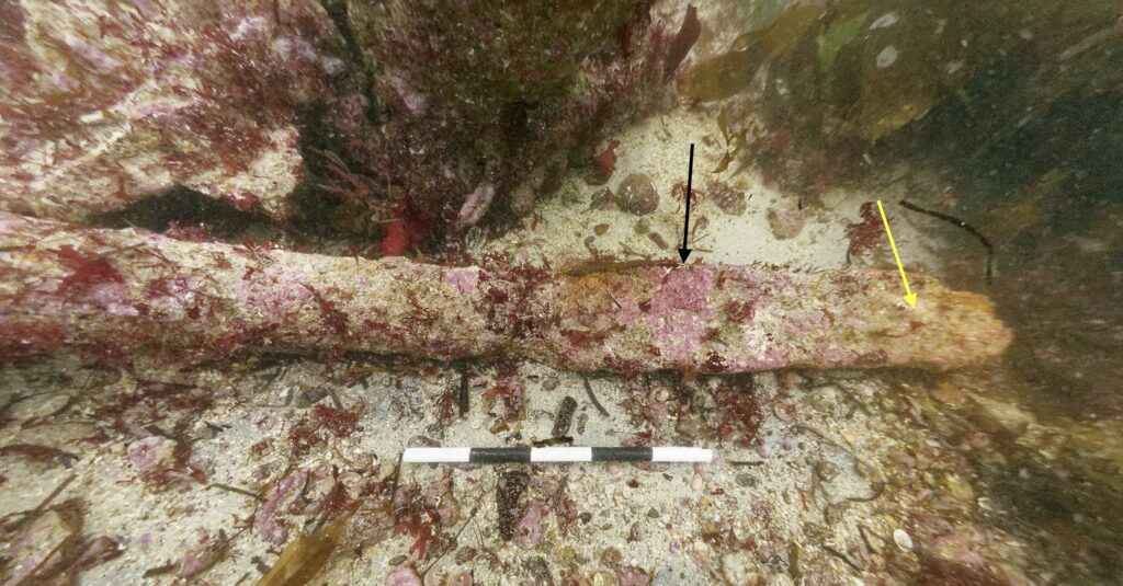 A close-up view of a horizontal iron object from the shipwreck, covered in red marine growth and resting on a sandy seabed. Arrows highlight key features on the beam, with a yellow arrow pointing to the end of the beam and a black arrow indicating a specific detail. A black-and-white scale lies on the seabed below.